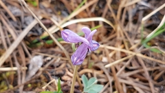 Corydalis pauciflora