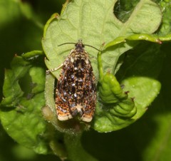 Olethreutes albiciliana