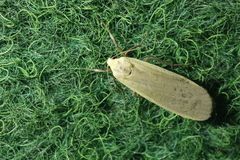 Eilema griseola