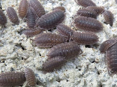 Porcellio echinatus