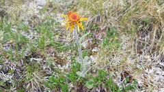 Tephroseris lindstroemii