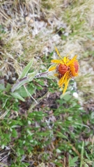 Tephroseris lindstroemii