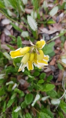 Astragalus umbellatus