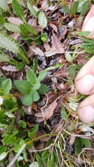 Astragalus umbellatus