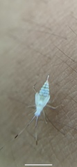 Hyaliodes