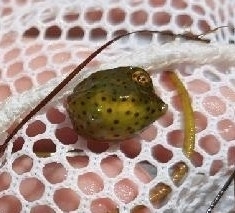 Acanthostracion quadricornis