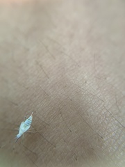 Hyaliodes