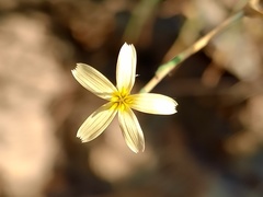 Lactuca viminea