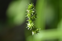 Carex aggregata