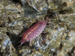 Androniscus dentiger