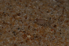 Talitrus saltator