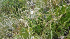 Cerastium beeringianum
