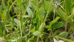 Cerastium beeringianum