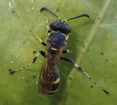 Ammatomus