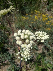 Angelica capitellata