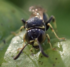 Ammatomus