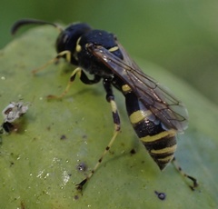 Ammatomus