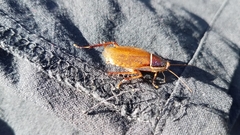 Anallacta methanoides