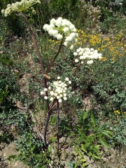 Angelica capitellata