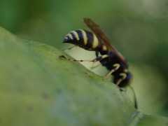Ammatomus