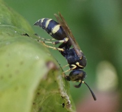 Ammatomus