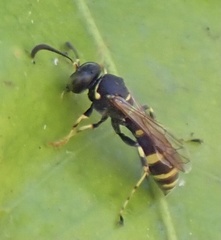 Ammatomus