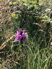 Dactylorhiza praetermissa