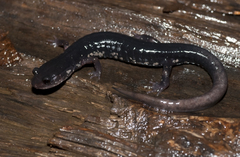 Plethodon teyahalee