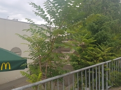 Ailanthus altissima