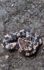 Ovophis monticola