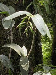 Epidendrum