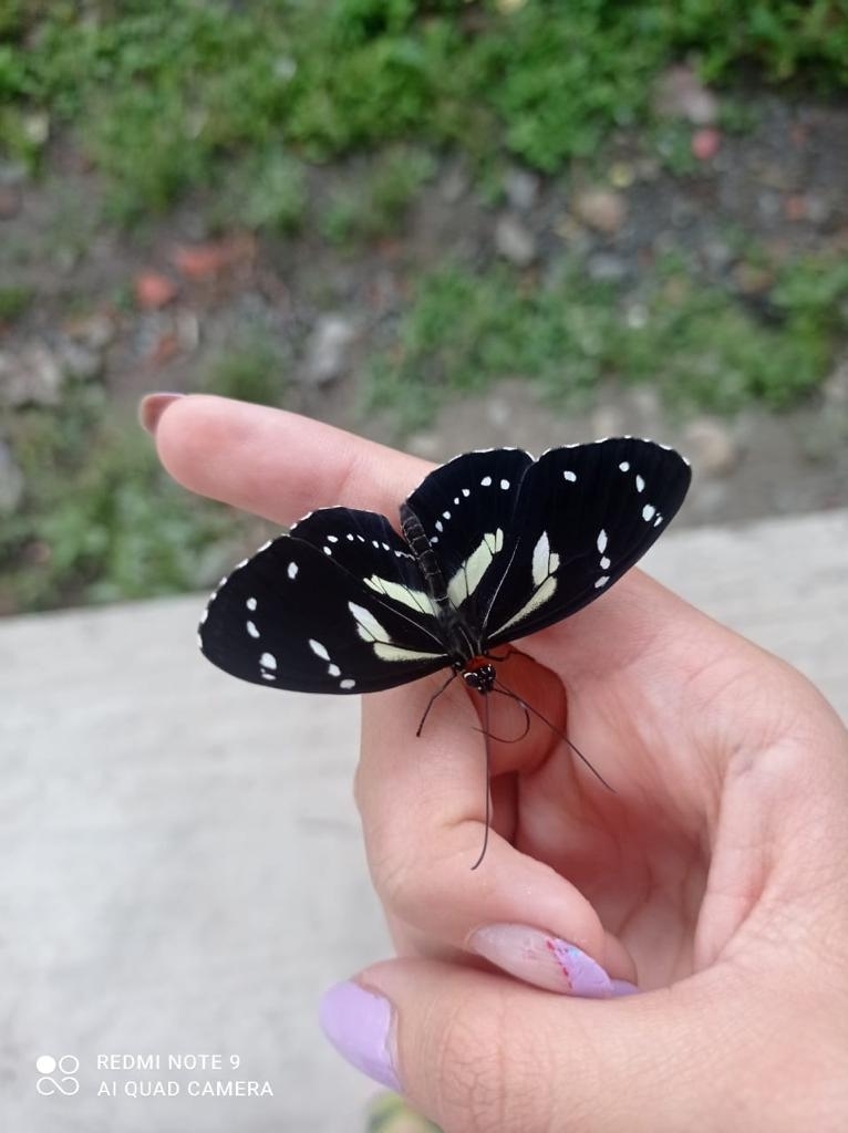 Elzunia pavonii image