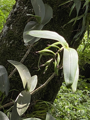 Epidendrum