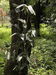 Epidendrum