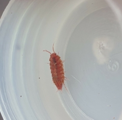 Androniscus dentiger