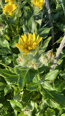 Senecio pseudoarnica