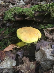 Pulveroboletus