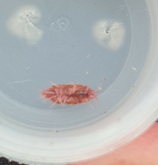 Androniscus dentiger