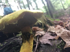 Pulveroboletus