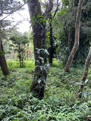 Epidendrum