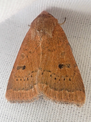 Abagrotis trigona