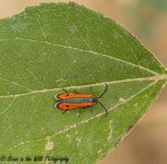 Calasesia coccinea