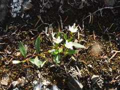 Claytonia multiscapa pacifica