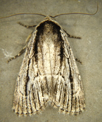 Sympistis badistriga
