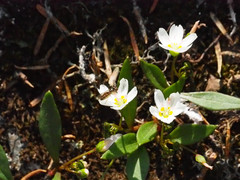 Claytonia multiscapa pacifica
