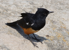 Thamnolaea cinnamomeiventris