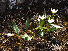 Claytonia multiscapa pacifica