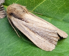 Hypocoena rufostrigata