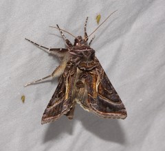 Autographa flagellum