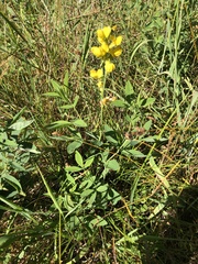 Thermopsis gracilis